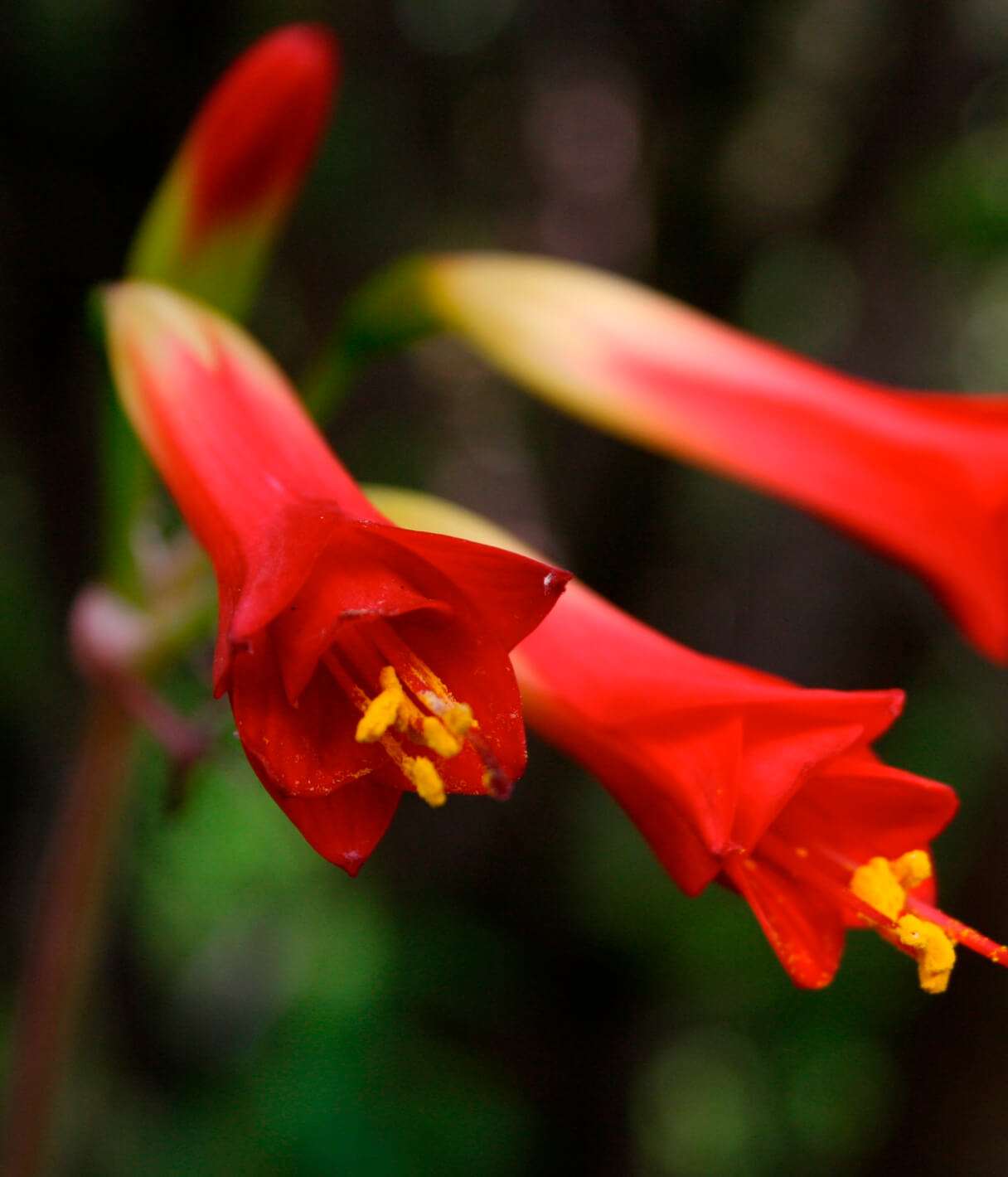 Rhodophiala phycelloides