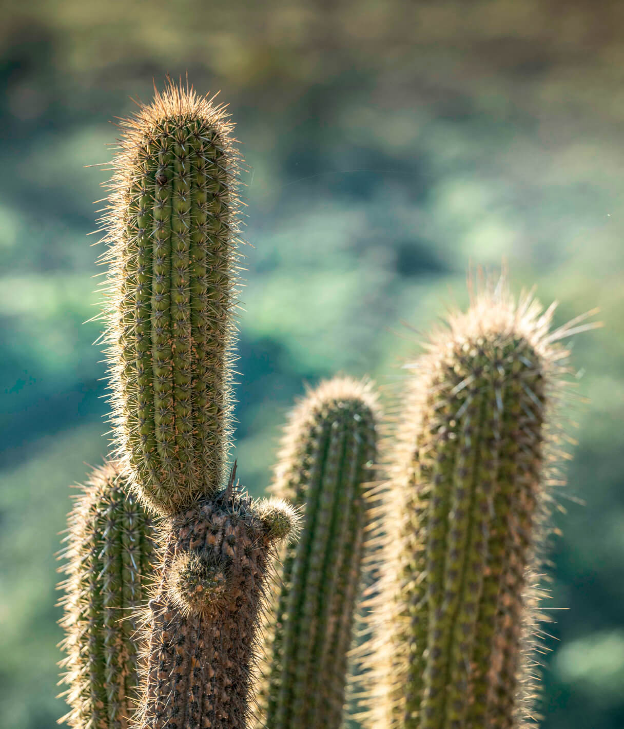 Echinopsis chiloensis
