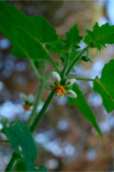 Loasa triloba