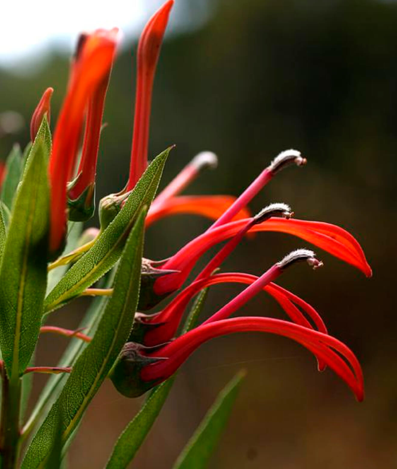 Lobelia tupa