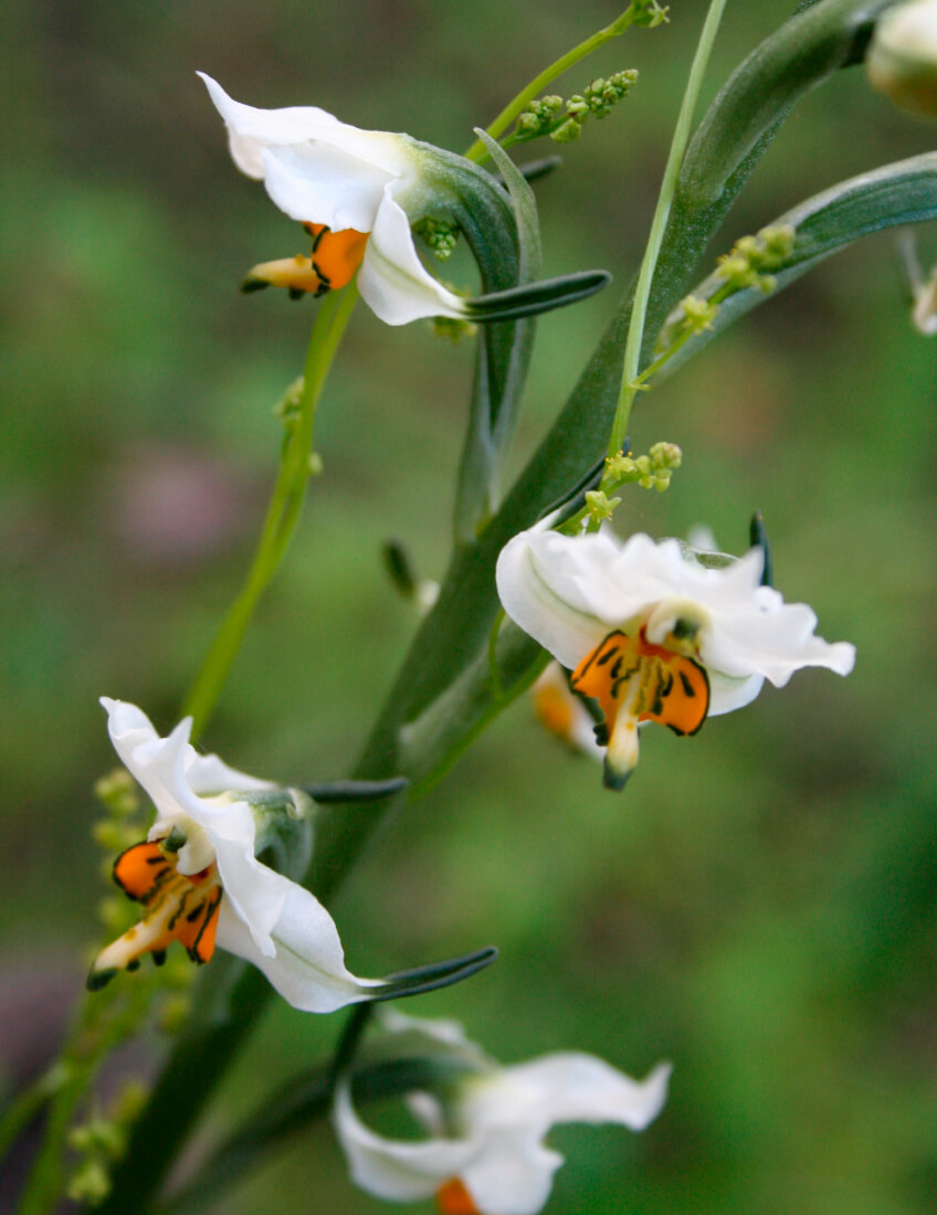 PChloraea chica